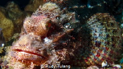 pinky rock fish by Rudy Tulang 